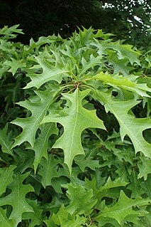 <i>Quercus texana</i> Species of oak tree