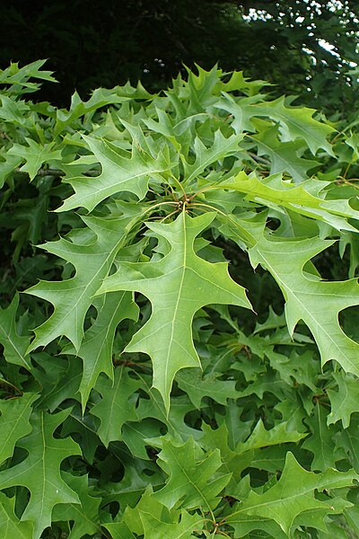 Quercus texana