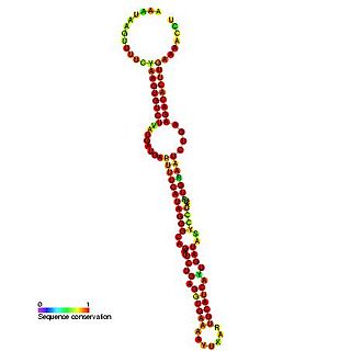 Small nucleolar RNA SNORD90