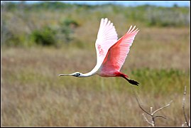 ROSEATE SPOONBILL (8158742220).jpg