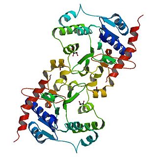 <span class="mw-page-title-main">Glycogenin</span> Enzyme involved in converting glucose to glycogen