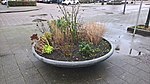 Radijs in a planter, Hillegersberg, Rotterdam (2021) 01.jpg