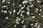 Thumbnail for Ranunculus penicillatus