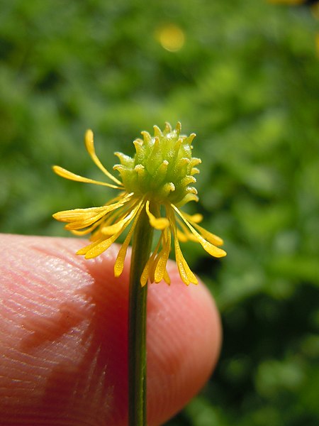 File:Ranunculus repens (5435119746).jpg