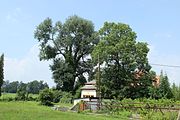 Čeština: Památný strom Linda v Raspenavě.