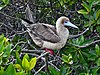 Red-footed Booby (Sula sula) -Galápagos.jpg