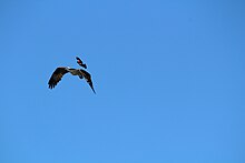Male red-winged blackbird mobbing an osprey Red-winged blackbird versus osprey 4.jpg