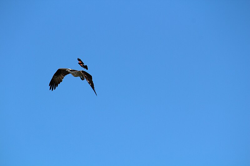 File:Red-winged blackbird versus osprey 4.jpg