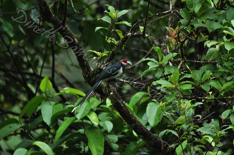 File:Red Faced Malkoha.jpeg