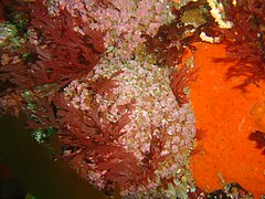 Red algae and pink ball sponges