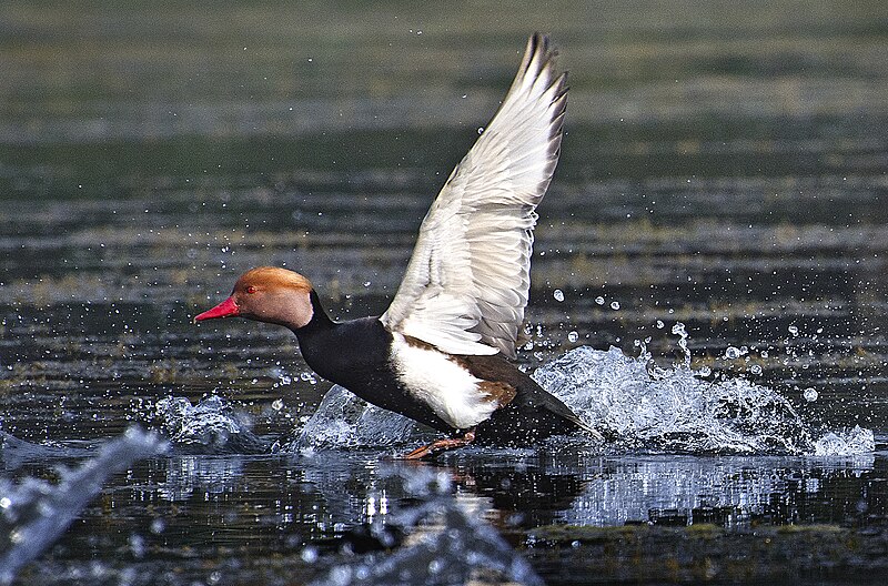 File:Red crested Pochard.jpg