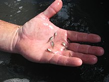 Red drum fish fry.jpg