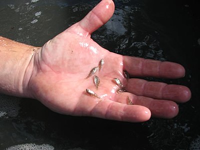 Juvenile fish