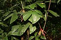 Reinhardtia gracilis 0zz.jpg