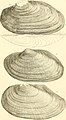 Report on the Invertebrata of Massachusetts, comprising the Mollusca, Crustacea, Annelida, and Radiata (1841) (14595924138).jpg