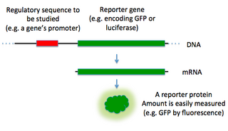 <span class="mw-page-title-main">Reporter gene</span> Technique in molecular biology