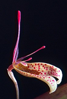 Restrepia schizosepala.jpg