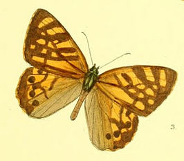 Rhaphicera moorei