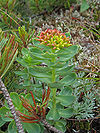 Rhodiola rosea 02.jpg