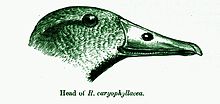 A defective illustration of the head which misses the nuchal crest. RhodonessaHead.jpg