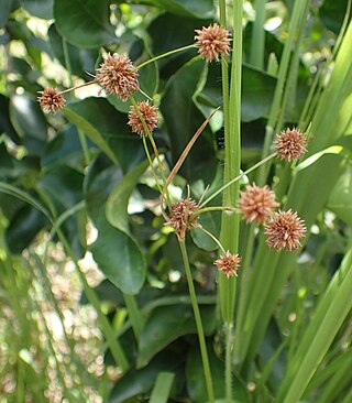 <i>Rhynchospora holoschoenoides</i> Species of plant