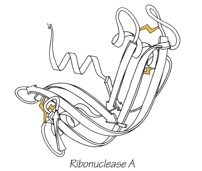 File:RibonucleaseA SS line.png