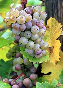 Riesling grapes afflicted by Botrytis cinerea (gray rot), causing a color change. Riesling Grapes with gray rot.jpg