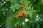 Thumbnail for File:Ripening rowan.jpg