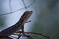 Western bearded dragon, Pogona minor minor - Bealier wetlands burrows(nesting) in the path of Roe 8