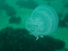 Root-mouthed jellyfish at Long Beach DSC00505.JPG