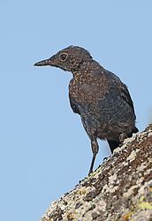 Blue rock thrush