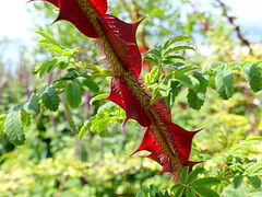 Aiguillons ailés de Rosa omeiensis f. pteracantha.