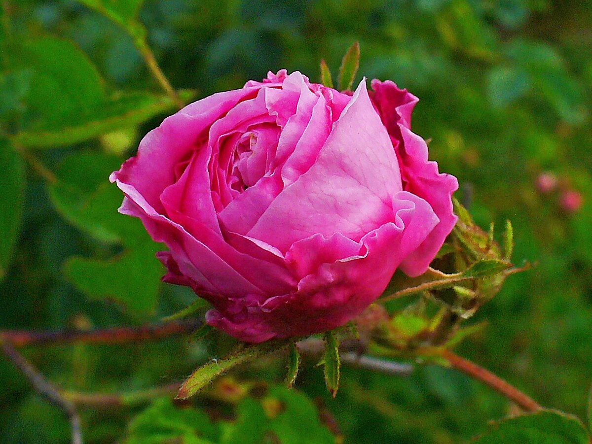 rose - Wiktionary, the free dictionary