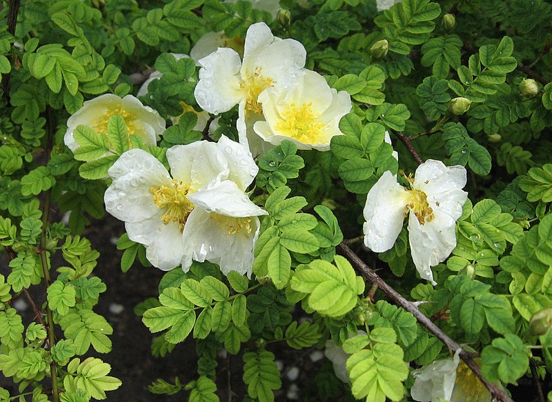 File:Rosa sericea var. pteracantha.jpg