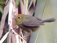 Красноволосый Babbler.jpg