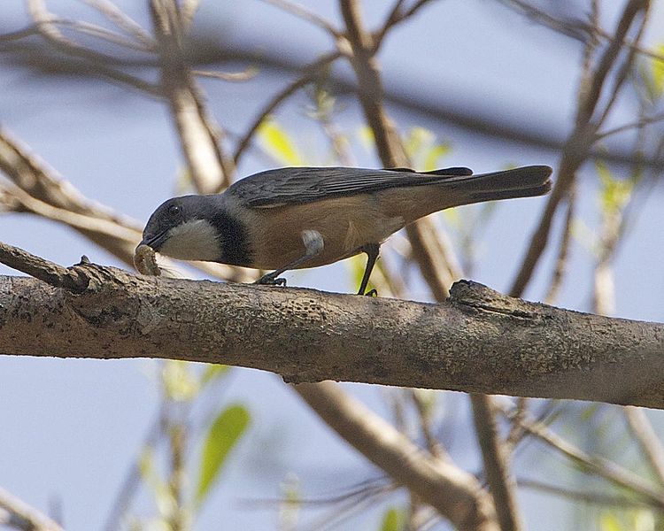 File:Rufous Whistler (Pachycephala rufiventris) - Flickr - Lip Kee (2).jpg