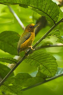 Rufous piculet Species of bird