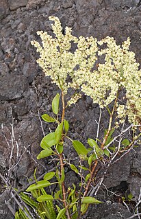 <i>Rumex skottsbergii</i> Species of shrub