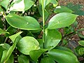 Ruscus hypophyllum - Missouri Botanical Garden - 21.jpg