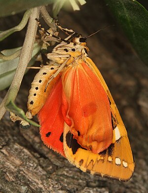 A Jersey Tiger (Euplagia quadripunctaria) freshly after hatching from the pupa.