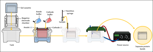 Overview of gel electrophoresis. SDS-PAGE Electrophoresis.png