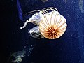 "SEA_Aquarium_-_panoramio_(1).jpg" by User:Panoramio upload bot