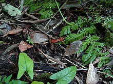 Původní fauna džungle Lacandon (Krab)