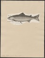 Salmo trutta - 1700-1880 - Print - Iconographia Zoologica - Special Collections University of Amsterdam - UBA01 IZ14800019.tif