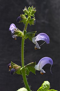 <i>Salvia algeriensis</i> species of plant