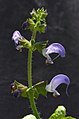 Salvia algeriensis.jpg
