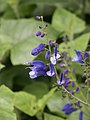 Salvia cacaliaefolia (Scott Zona) 001.jpg