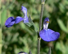 Salvia chamaedryoides 5.jpg