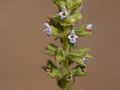 Salvia plebeia (5634440004).jpg
