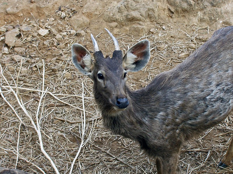 File:Sambar chennai.jpg